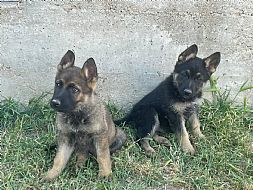 centrocaninolerma-com_cachorros01.jpg